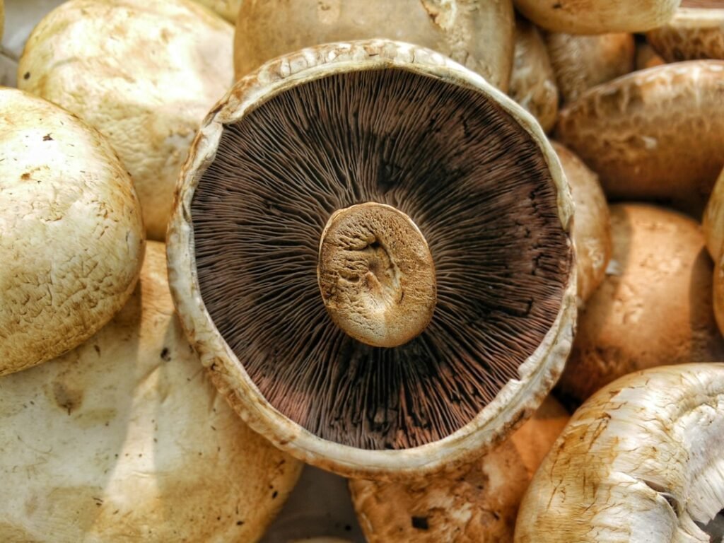 Photo Grilled Portobello Mushroom