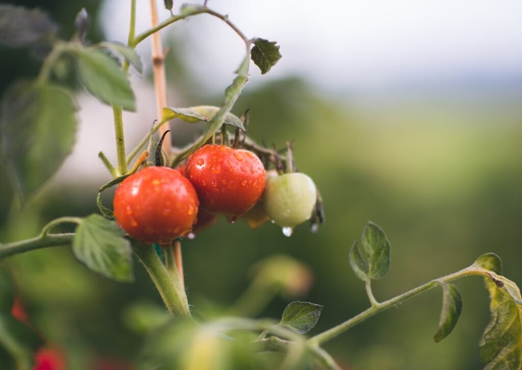 Photo Fresh tomatoes