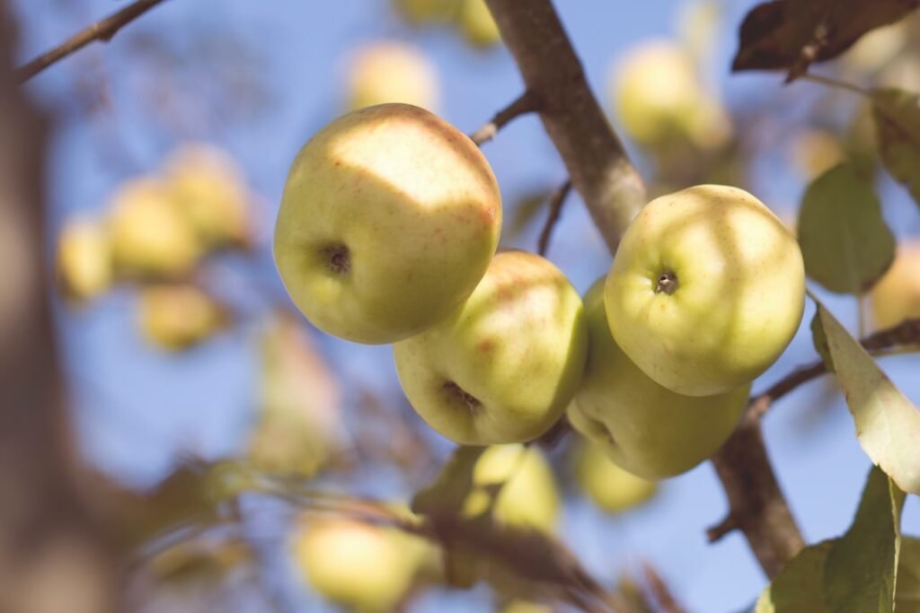 Photo Fruit orchard